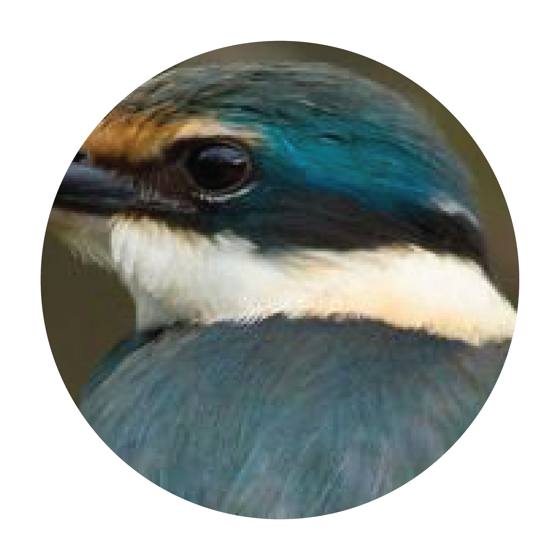 kingfisher-face-17