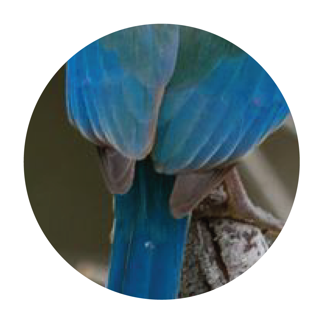kingfisher-tail