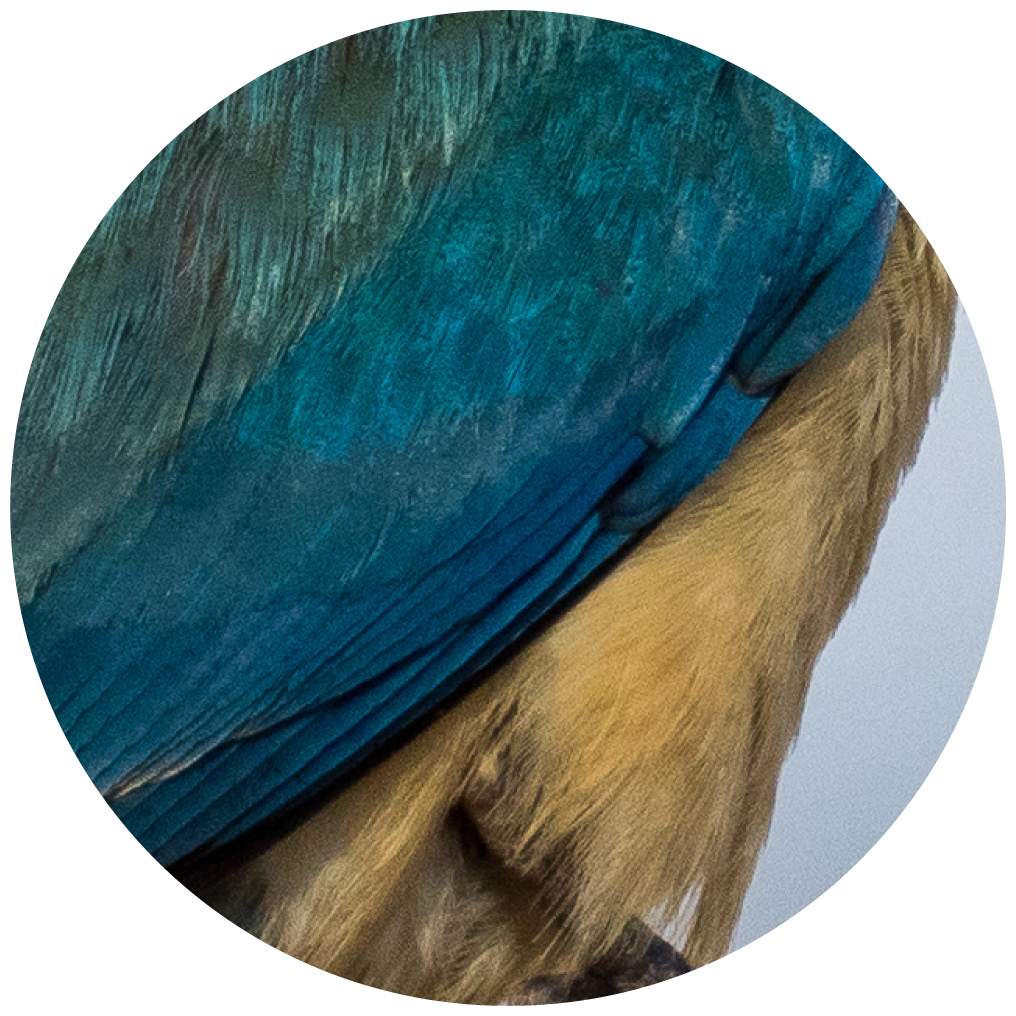 wrekin-color-kingfisher-2