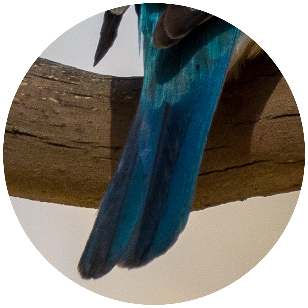 wrekin-color-kingfisher-3