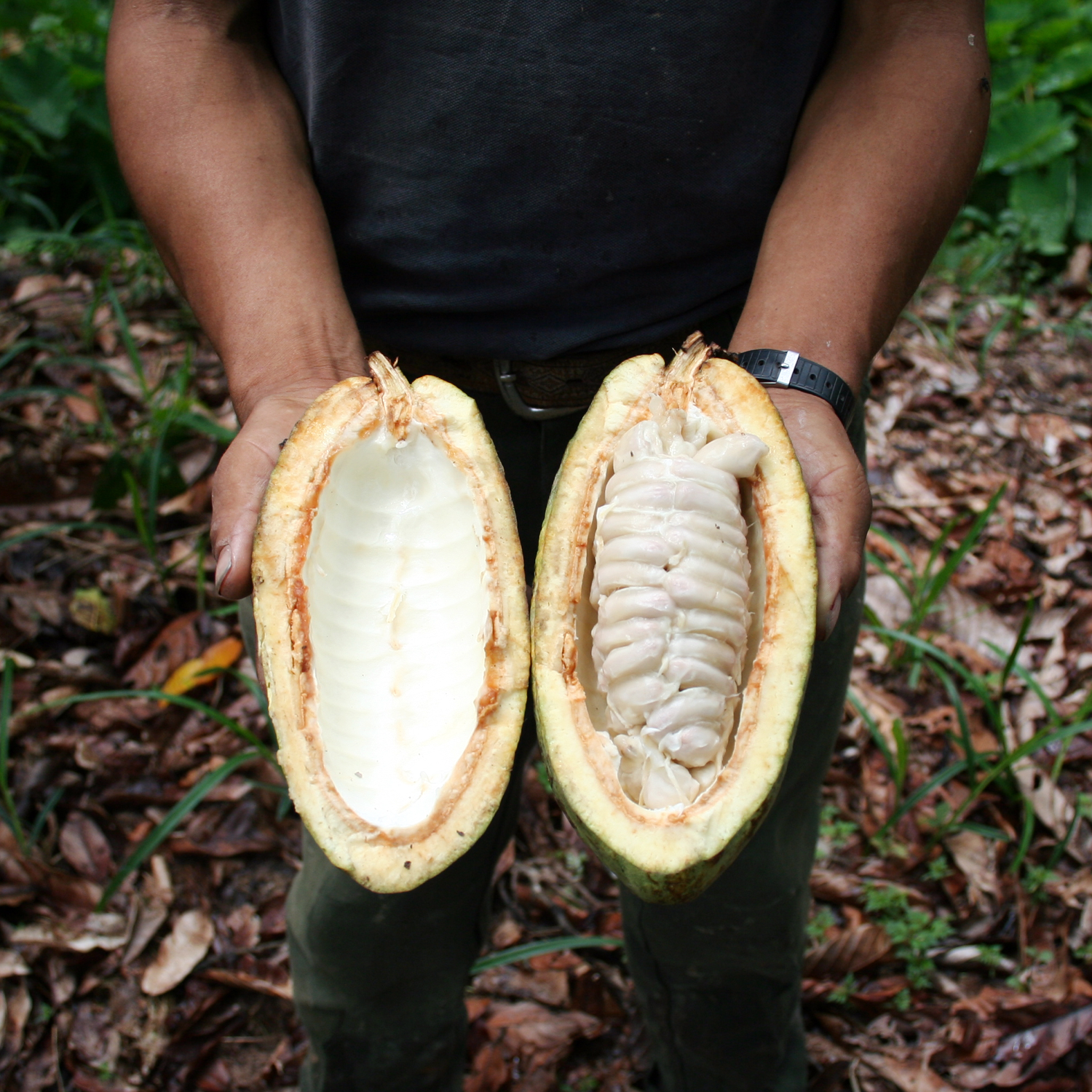 square-cacao-pod